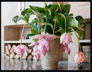 Medinilla Apoensis