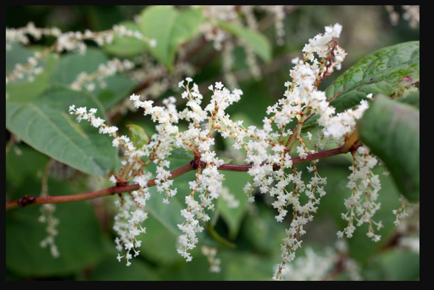 Knotweed on Your Property