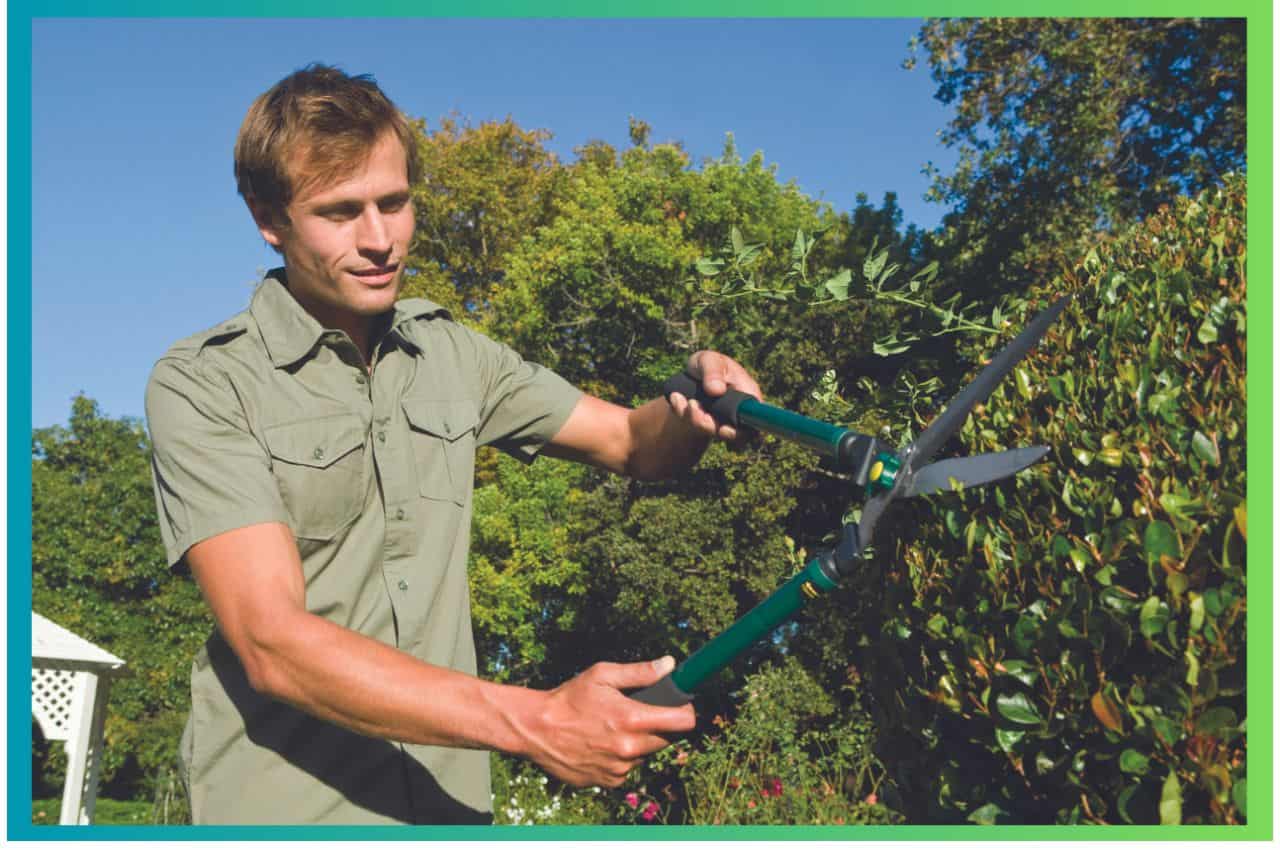 Regular Tree Trimming and Pruning for Cape Cod Properties