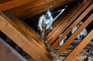 Attic Mold