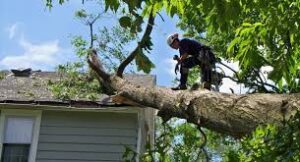 emergency tree service