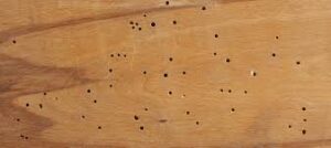 termites,termite inspection,termite holes