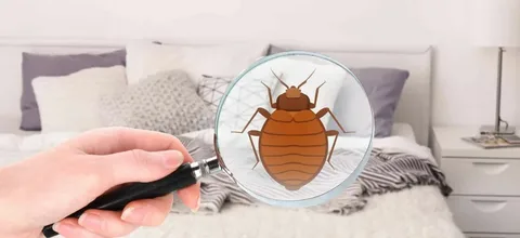 Home Pest Control Services