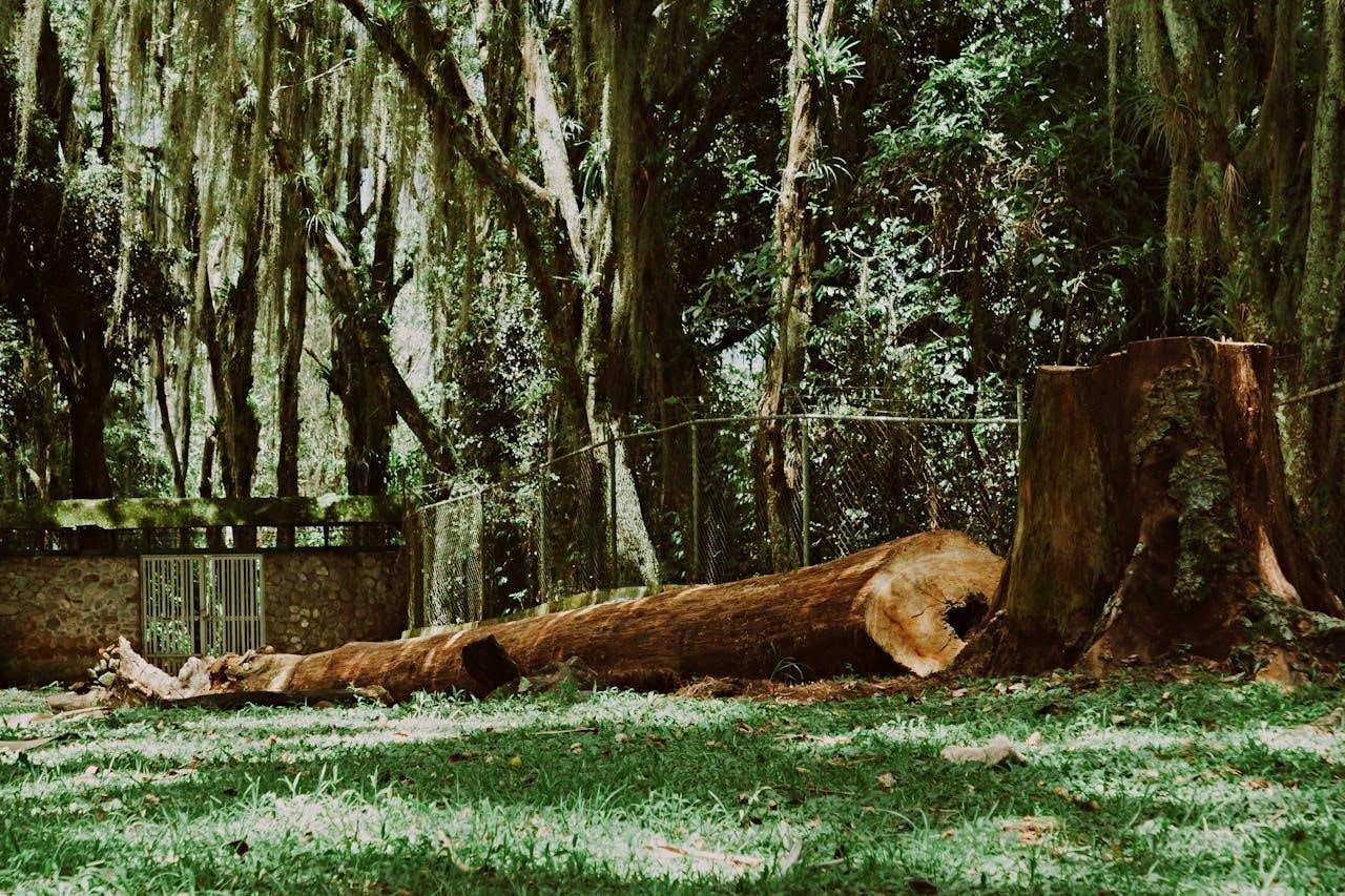 Stump Removal