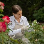 autumn pruning of roses