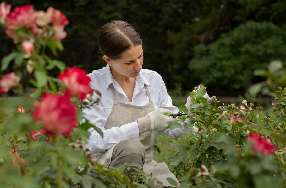 autumn pruning of roses