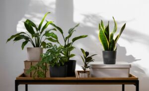 Houseplants