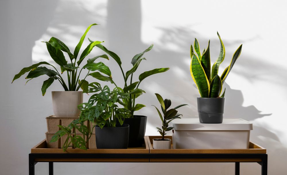 Houseplants